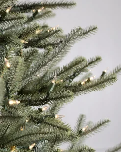 Sanibel Spruce Trees