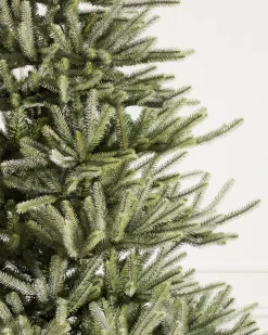 Sanibel Spruce Trees