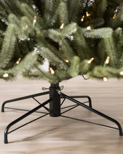 Sanibel Spruce Trees