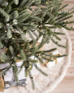 Sanibel Spruce Trees