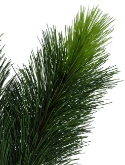 Scotch Pine Trees