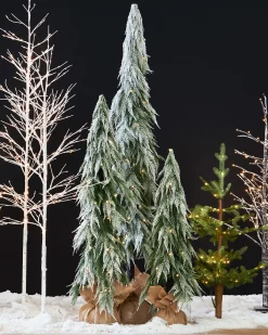 Snowfall Downswept Trees