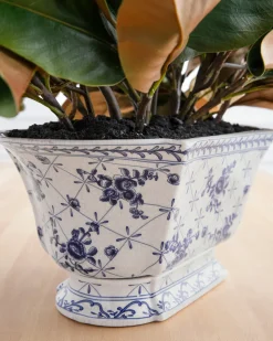 Spring Magnolia Foliage