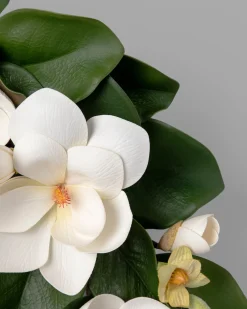 Spring Magnolia Foliage