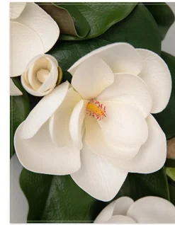 Spring Magnolia Foliage