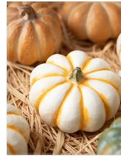 Tabletop Heirloom Pumpkins