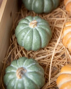 Tabletop Heirloom Pumpkins