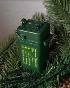 Vermont White Spruce Bordeaux Foliage