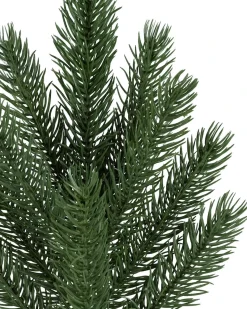 Vermont White Spruce Foliage