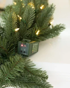 Vermont White Spruce Foliage