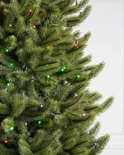 Vermont White Spruce® Trees