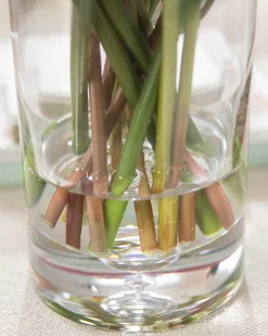 Viola Flower Foliage