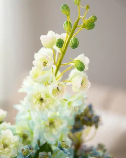 Viola Flower Foliage