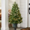 White Berry Cypress Potted Tree