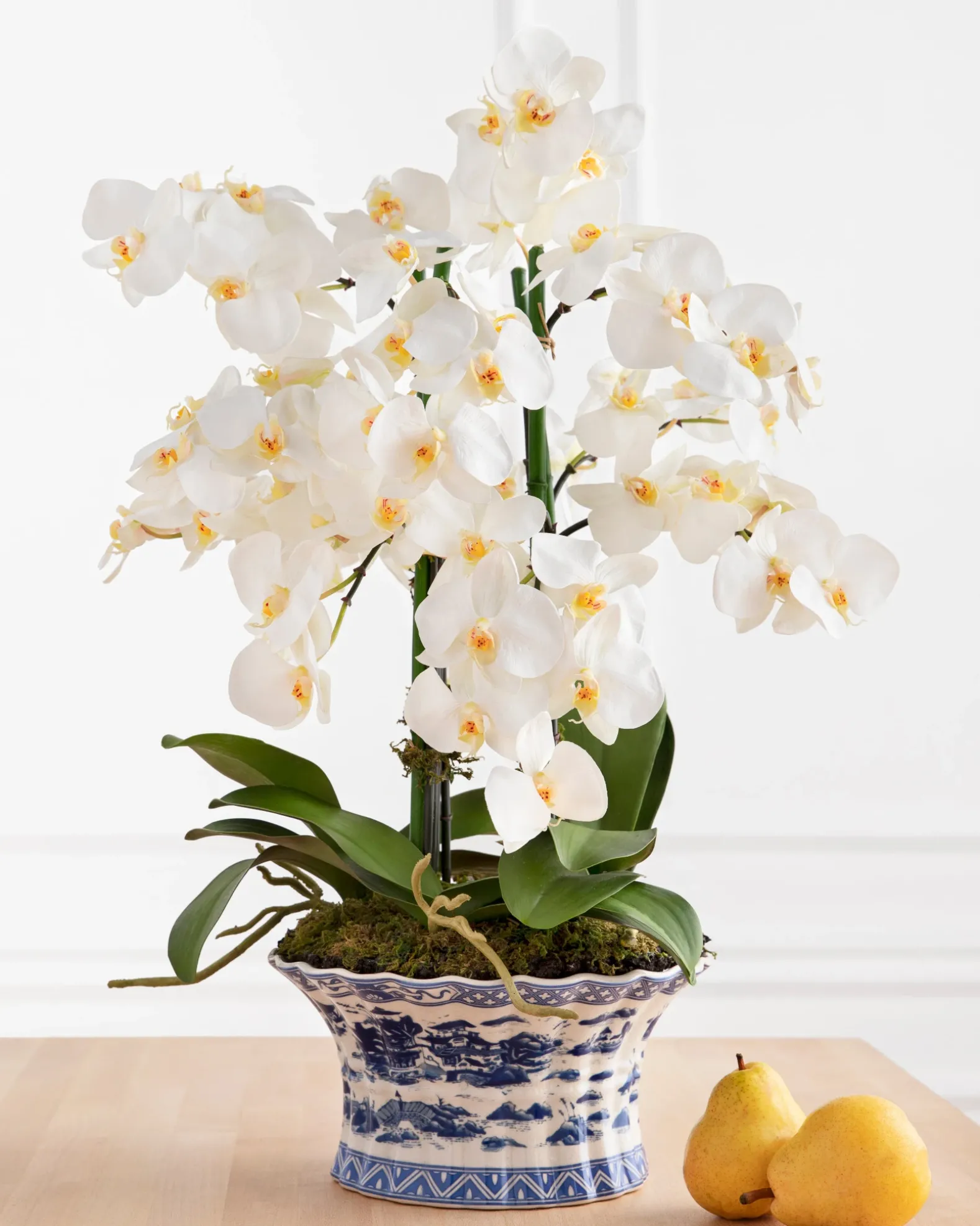 White Phalaenopsis Orchids Foliage