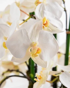 White Phalaenopsis Orchids Foliage