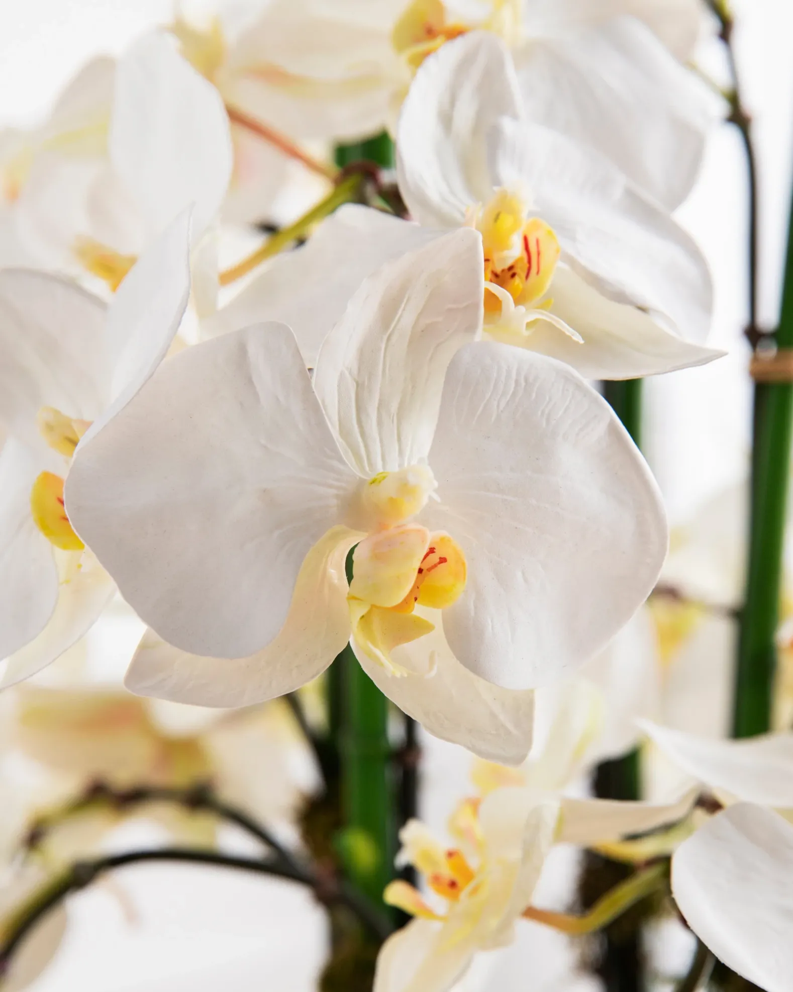 White Phalaenopsis Orchids Foliage