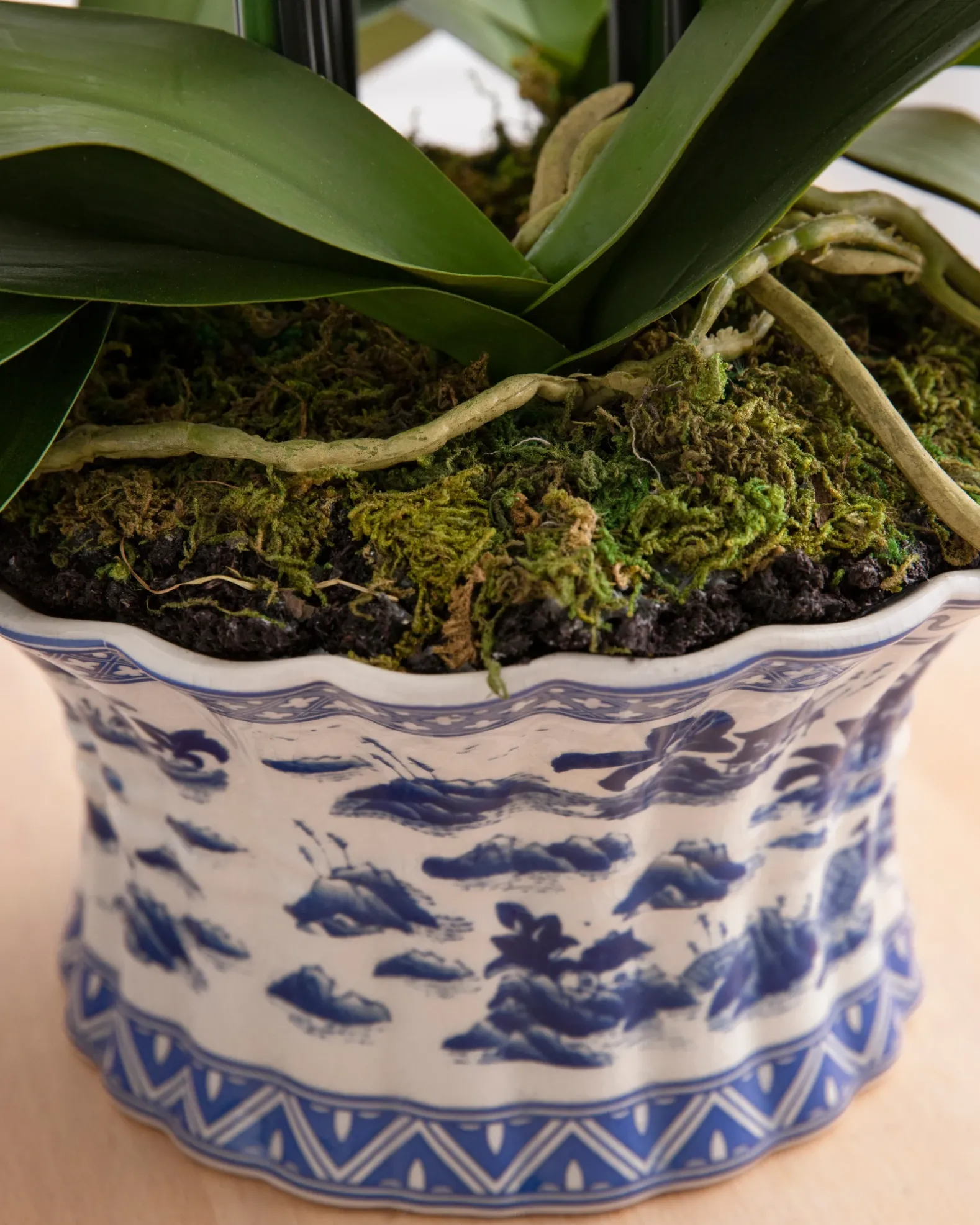 White Phalaenopsis Orchids Foliage