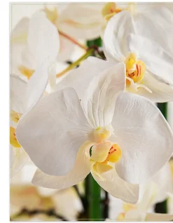 White Phalaenopsis Orchids Foliage