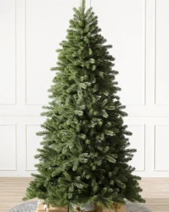 Woodland Spruce Trees