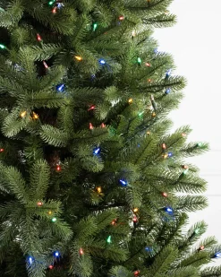 Woodland Spruce Trees