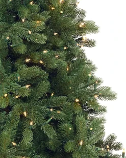 Woodland Spruce Trees