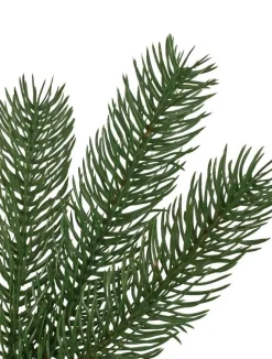 Woodland Spruce Trees