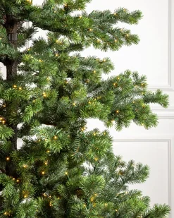 Yukon Spruce® Trees