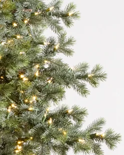 Yukon Spruce® Trees