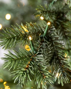 Yukon Spruce® Trees