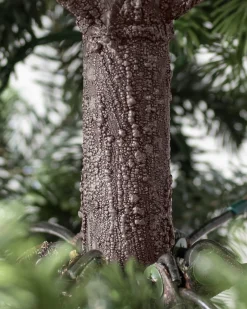 Yukon Spruce® Trees